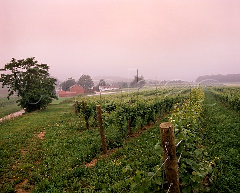 Vineyard of Naylor Wine Cellars Stewartstown   York Co Pennsylvania USA