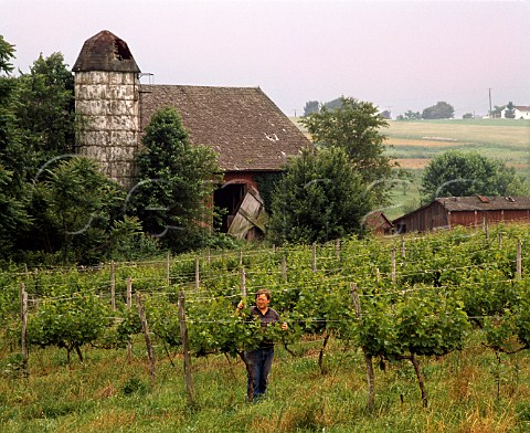 Tending vines in Allegro Vineyards   Brogue York Co Pennsylvania USA