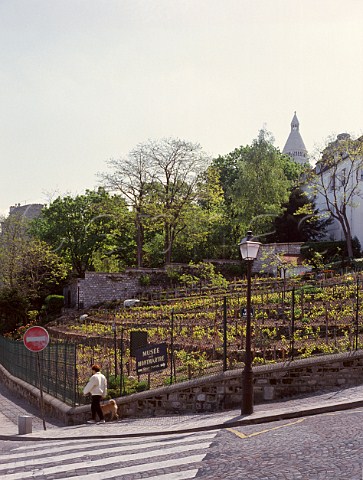 The Montmartre Vineyard with SacrCoeur Cathedral beyond Paris France