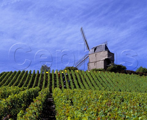 Harvesting Pinot Noir grapes for Champagne Mumm  below the Moulin de Verzenay on the Montagne de  Reims Built in 1820 it is Champagnes only windmill  Marne France