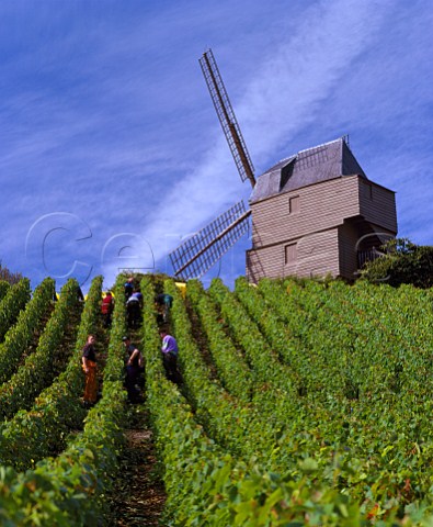 Harvesting Pinot Noir grapes for Champagne Mumm  below the Moulin de Verzenay on the Montagne de  Reims Built in 1820 it is Champagnes only  windmill   Verzenay Marne France  Champagne