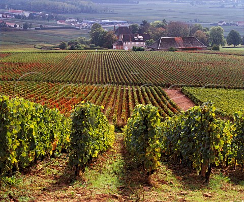 Looking down the slope of les Languettes vineyard on the Hill of Corton with Chteau Grancey the presshouse of Louis Latour beyond   AloxeCorton Cte dOr France  Cte de Beaune