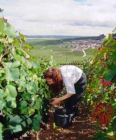Harvesting Pinot Noir grapes for Champagne Mumm   below the Moulin de Verzenay on the Montagne de   Reims with the village of Verzenay in the distance   Marne France