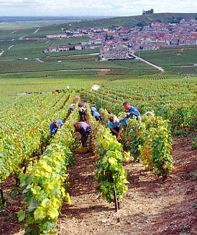 Harvesting Pinot Noir grapes for Champagne Mumm on   the Montagne de Reims with the village of Verzenay   in the distance Marne France