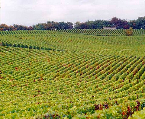 Pinot Noir vines on the south facing slopes of the   Montagne de Reims above Bouzy Marne France           ACs Champagne and Bouzy Rouge