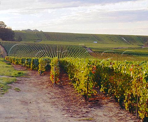 Champagne vineyards on the north facing slopes of   the Montagne de Reims at Ludes Marne France