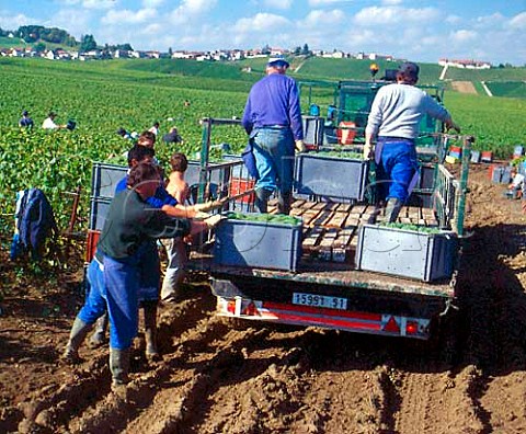 Harvesting Chardonnay grapes at Cramant on the   Cte des Blancs Marne France   Champagne