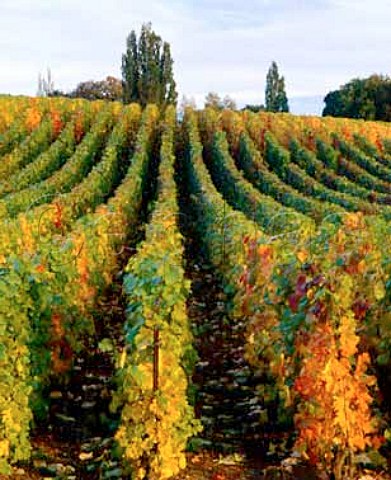 Autumn colours in vineyard on the north slope of the   Montagne de Reims at VillersAllerand Marne France   Champagne