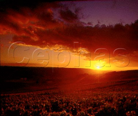 Sunset over vineyards in the Marne Valley near   Venteuil Marne France Champagne