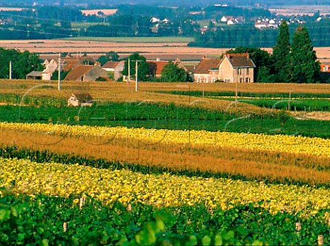 Sunflowers maize and vineyards near   SaintPourainsurSioule Allier France