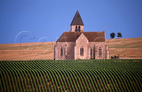 Prhy church and vineyard Yonne   France Chablis