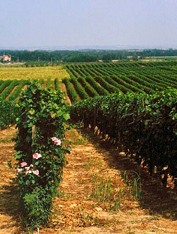 Vineyards of Chteau Bellevue La Fort Fronton   HauteGaronne France    Ctes du Frontonnais
