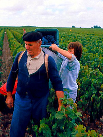 Harvesting Cabernet Sauvignon grapes in vineyard of   Chteau Finegrave  StJulien Gironde France   Mdoc  Bordeaux