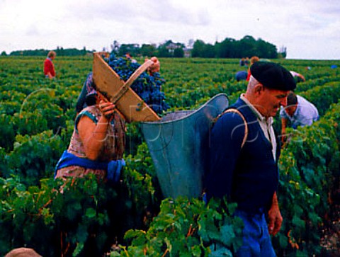 Harvesting Cabernet Sauvignon grapes at Chateau   Finegrave           StJulien