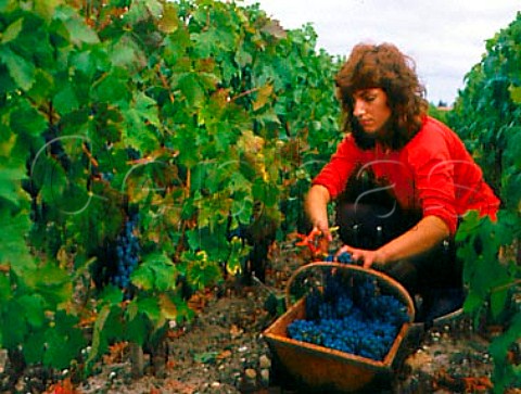 Harvesting Cabernet Sauvignon grapes in vineyard of    Chteau Finegrave StJulien Gironde France      Mdoc  Bordeaux