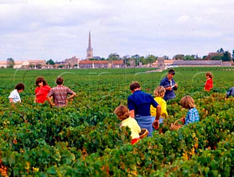 Harvesting Cabernet Sauvignon grapes in vineyard of    Chteau Finegrave StJulien Gironde France   Mdoc  Bordeaux