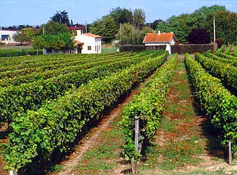Vineyards in StYzans       BasMedoc