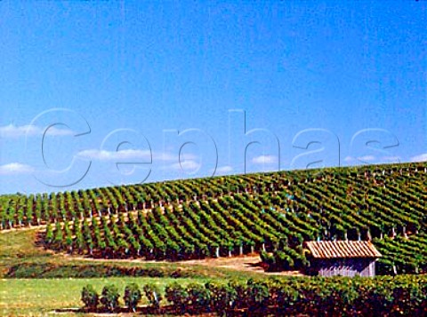 Vineyard of Chteau Soudars StSeurindeCadourne    Gironde France    Mdoc Cru Bourgeois Suprieur