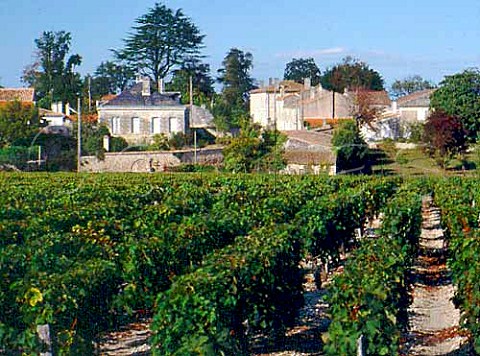 Vineyard at StSeurindeCadourne Gironde France  HautMdoc  Bordeaux