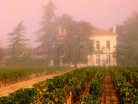 Harvesting Cabernet Sauvignon grapes for   Chteau Finegrave  StJulien Gironde France     Mdoc  Bordeaux