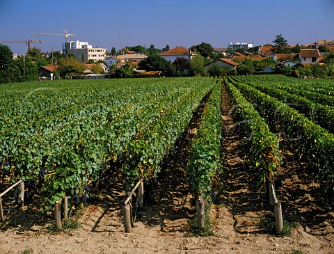 Vineyard of Chteau HautBrion at Pessac in the   suburbs of Bordeaux Gironde France      PessacLognan  Bordeaux