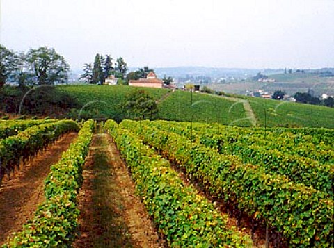 Vineyards at SainteCroixduMont Gironde France   SteCroixduMont  Bordeaux