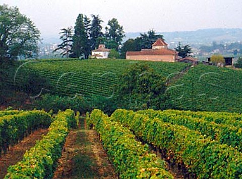 Vineyards at Saint Croix du Mont