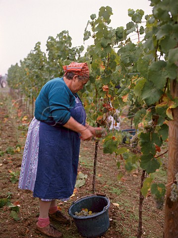 Harvesting in Bischofsgarten vineyard Forst   Pfalz Germany