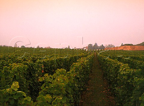 Goldbachel vineyard just south of Wachenheim an der   Weinstrasse owned by Weingut BurklinWolf     Germany  Pfalz