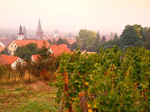 Vineyard at Grosskarlbach Pfalz Germany