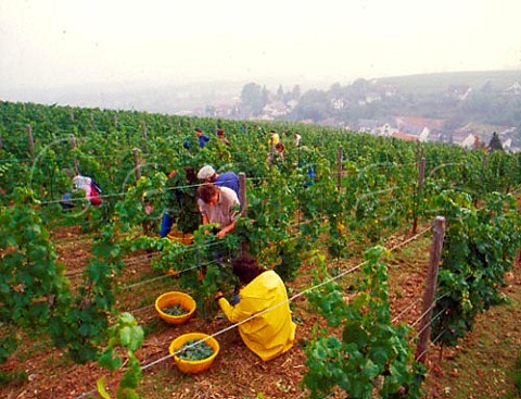 Harvesting Riesling grapes in the Ortsteil vineyard of Schloss Johannisberg Johannisberg Germany    Rheingau
