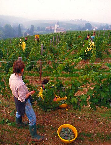 Polish workers picking riesling grapes in the Ortsteil vineyard of Schloss Johannisberg  Germany  Rheingau