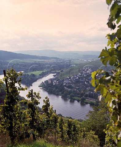 Looking down at BernkastelKues and the Mosel River   from Schlossberg vineyard  Germany    Mosel
