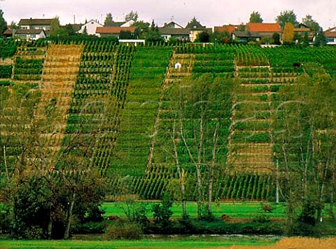 Terraced vineyards above the Neckar River at   Ingersheim Wrttemberg Germany