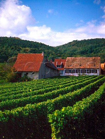 Vineyard at Forst Pfalz Germany