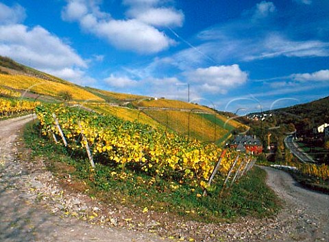 The Staatsweingut in the Hollenberg vineyard at Assmannshausen Germany Rheingau