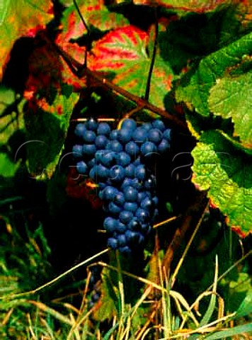 Blaufrankisch grapes alias Lemberger