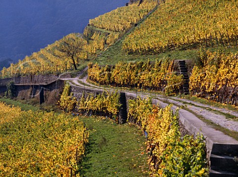 Autumnal Pinot Noir Spatburgunder vines in the   Hollenberg vineyard Assmannshausen Germany    Rheingau