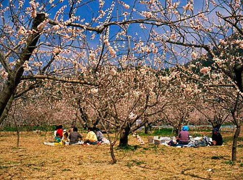 Picnicing under apricot blossoms in April  Nagano   Prefecture          Japan