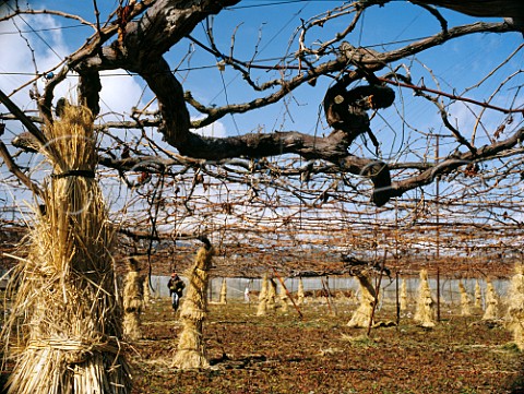 Pergola trained vines protected with straw against the cold winter weather Obuse Nagano Japan