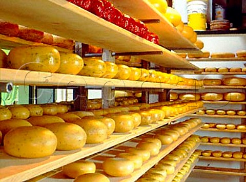 Gouda style cheese maturing at the Clara Maria   Cheese Farm in Amsterdam Netherlands some cheese   with herbs some with spices some plain