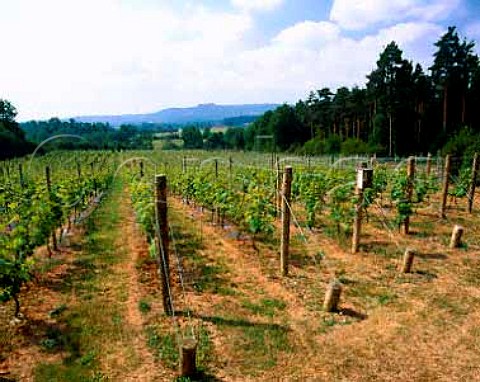 Chanctonbury Vineyard at Wiston West Sussex grows   mainly Madeleine Angevine and Bacchus grapes and   overlooks the South Downs near Worthing