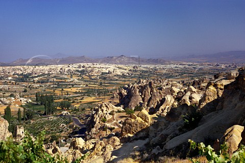 Vineyards in the Goreme Valley   Cappadocia Turkey