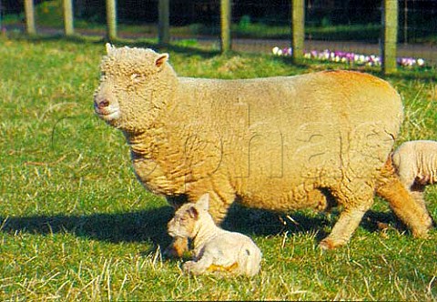 Southdown sheep with lamb