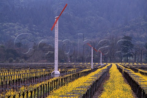 Springtime mustard flowering in vineyard   with antifrost wine machines   Napa Valley California