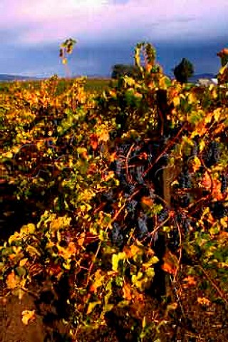StClair vineyard  Pinot Noir grapes   destined for Acacia Winery Carneros   Napa Co California