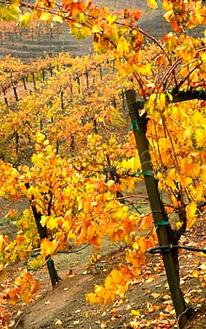 Hess Collect ion Napa Co California   Chardonnay vines in December high on   slopes of Mount Veeder