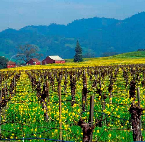 Spring mustard flowering in vineyards in the   Alexander Valley Sonoma Co California