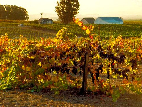 Pinot Noir vines in StClair vineyard  its grapes   are sold to Acacia Winery Napa   California   Carneros