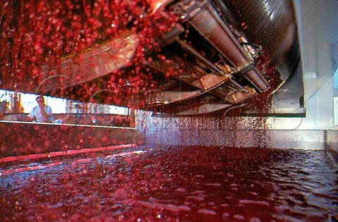 Pinot Noir must running from the press   Wild Horse Winery Pas Robles San Luis   Obispo Co California